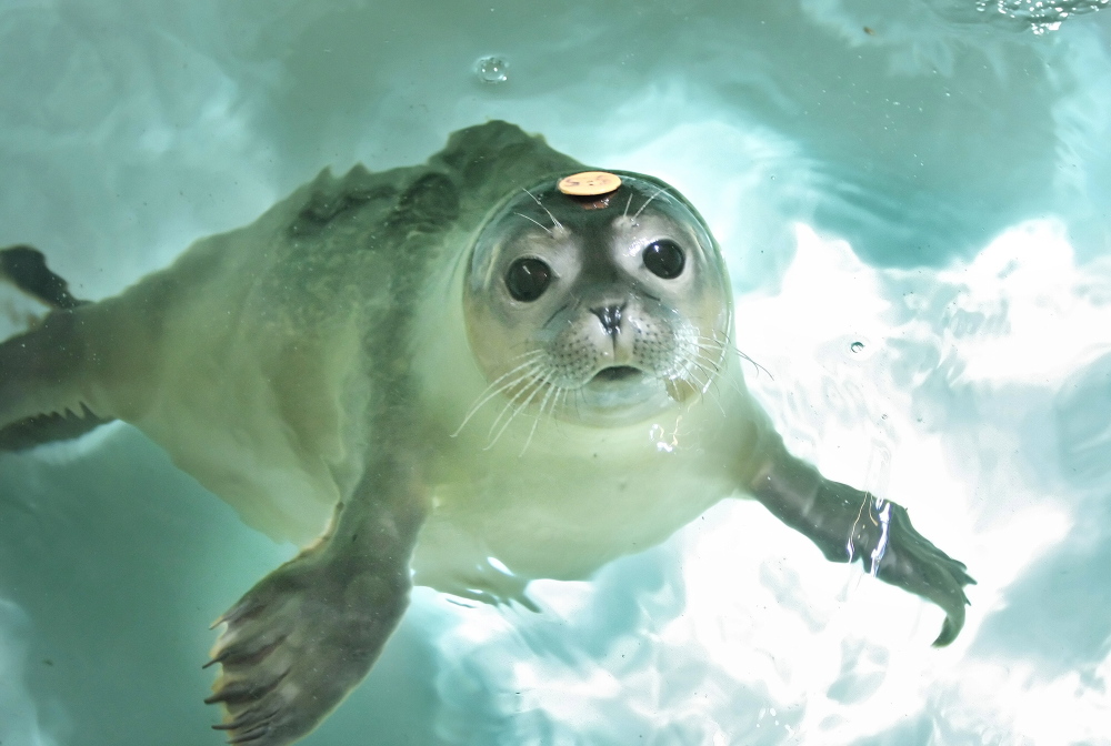 A seal pup swims in a pool at the Marine Animal Rehabilitation Center at the University of New England in Biddeford. The program is being discontinued.
