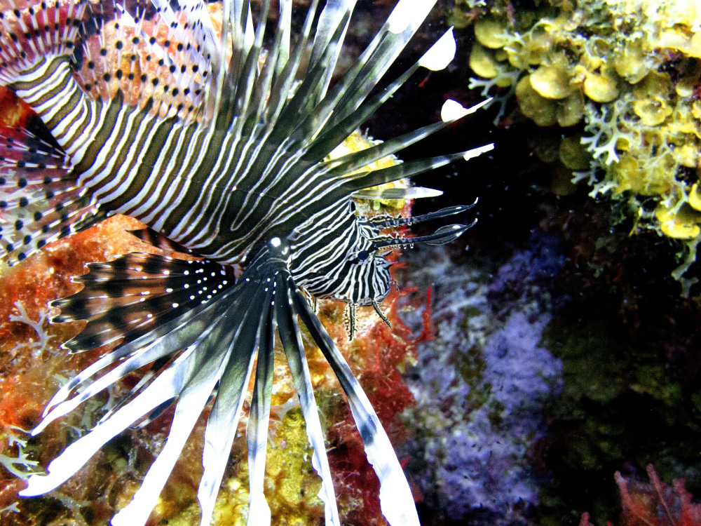 A lionfish swims near coral off the Caribbean island of Bonaire. The effort to turn lionfish into a menu item appears to be working but demand seems to be outpacing the supply.
