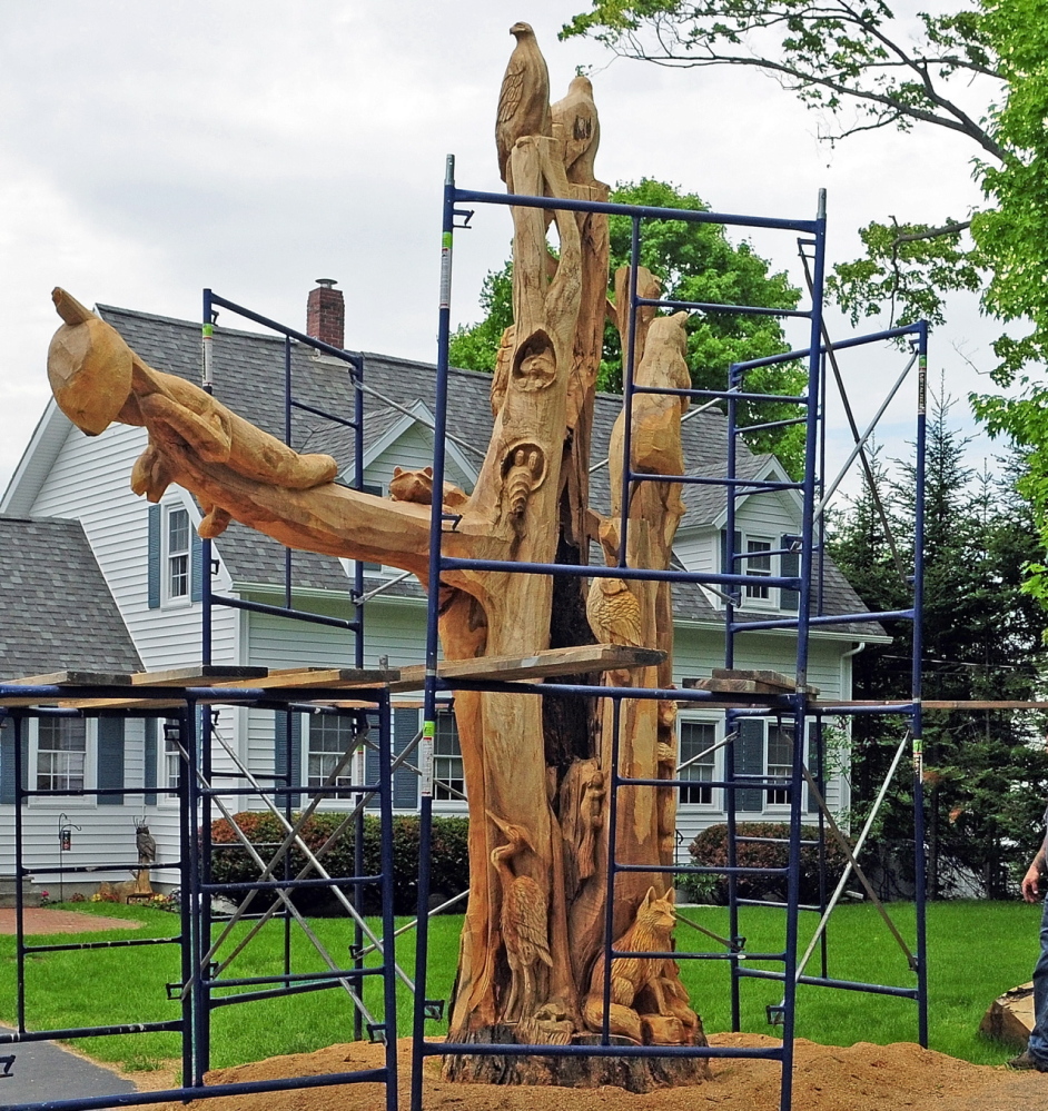 Scaffolding surrounds the base of an old maple tree that is being converted into a sculpture filled with animals native to Maine.