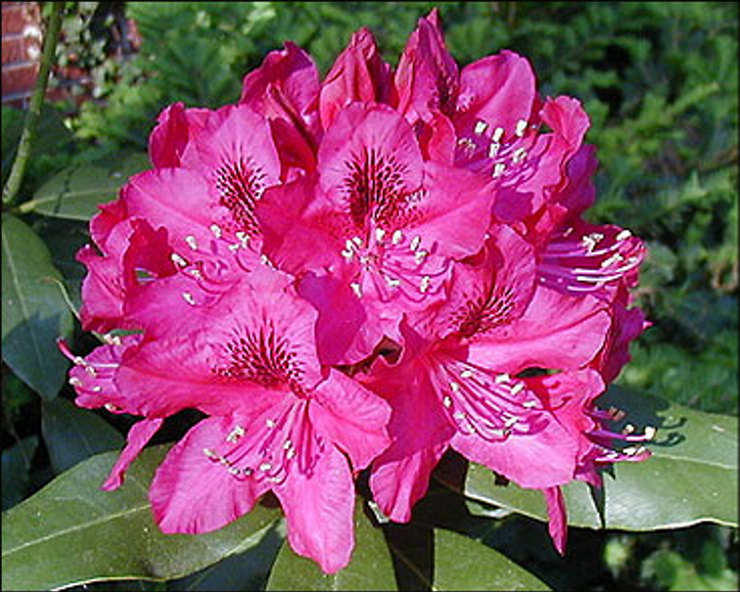 The glossy leaves of the âNova Zembla,â one of the large-leafed rhododendrons, nicely frame its flowers. Courtesy photo