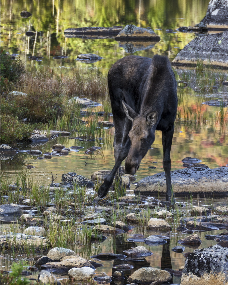 The moose calf carries the promise of future sightings of Maineâs signature beast.