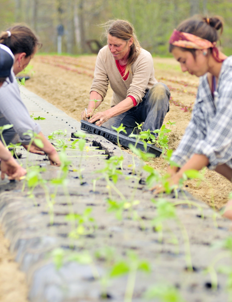 DRESDEN, ME - MAY 15: Jan Goranson, center, and her crew transplant seedlings that had been started in a greenhouse out in a field on Thursday May 15, 2014 at Goranson Farm in Dresden. Dalziel Lewis is at left and Camilla Jones is on right. (Photo by Joe Phelan/Staff Photographer)