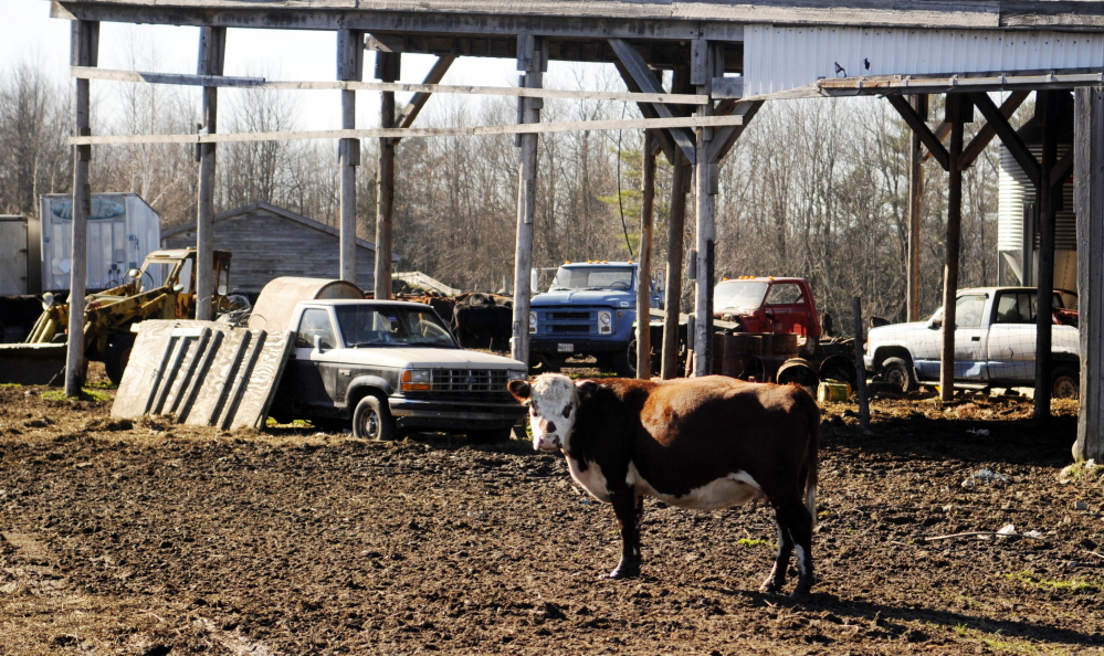 Edward Munsonâs farm in Readfield has been home to 30 to 80 beef cattle in recent years. 2012 Kennebec Journal File Photo/Andy Molloy