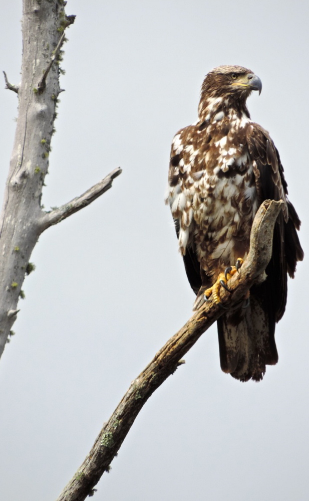 Bald eagles can be a familiar site because the ample freshwater provides the raptors will plenty of prey.