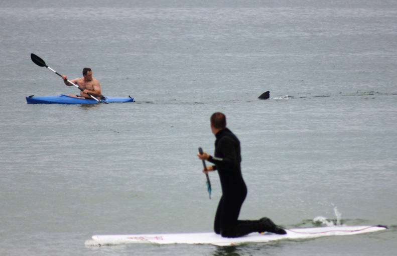 A shark approaches a kayaker at Nauset Beach in Orleans, Mass., on Cape Cod on July 7, 2012. Both men got safely to shore. Sharks are attracted to the waters off Cape Cod to feed on the abundance of seals, a favorite food of sharks.