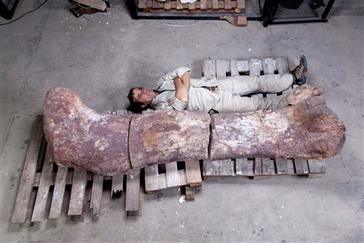 The head of Museo Paletontologico's technical laboratory, Pablo Puerta, lies alongside a sauropod dinosaur femur, believed to be the largest in the world.