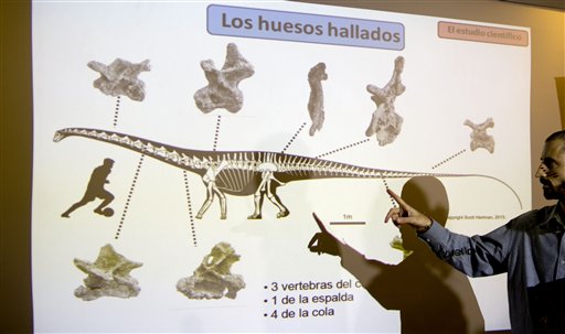 Paleontologist Pablo Gallina points to an illustration that reads in Spanish "Bones recovered" in Buenos Aires, Argentina. Gallina and his team of say the 19 vertebrae they recovered in Argentina's Patagonia region belong to a new species of Diplodocid they named "Leinkupal laticauda," providing what they say is the first evidence that a family of long-necked, whip-tailed dinosaurs survived beyond the Jurassic period, when they were thought to have gone extinct.