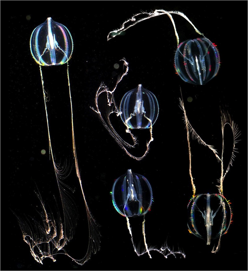 This handout photo from the University of Florida is a composite showing different views of a comb jelly known as Pleurobrachia bachei as it swims. University of Florida researchers investigated the genes of this and other comb jelly species, and found the mysterious creatures evolved a unique nervous system in a different way than other animals.