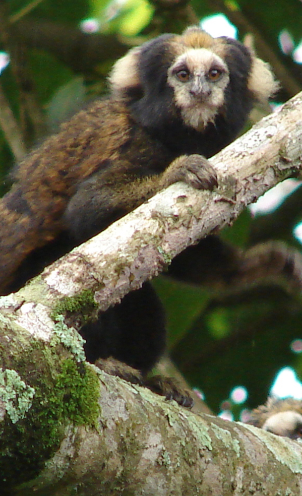 But the buff-tufted-ear marmoset is being crowded out by a competing species.