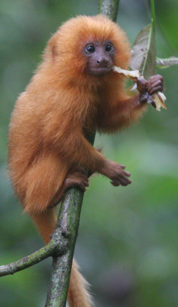 Once thought to be extinct, the golden lion tamarin, left, rebounded when biologists helped set aside land for recovery. Meanwhile, the buffy-tufted-ear marmoset, right, is being crowded out by a competing species in Brazil.