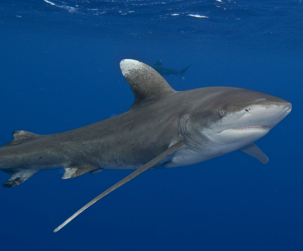 The whitetip shark, above, once one of the most plentiful predators on Earth is now rarely seen. Dalhousie University biologist Boris Work said it will âgo the way of the dinosaurâ if nothing is done to preserve it. Associated Press photos