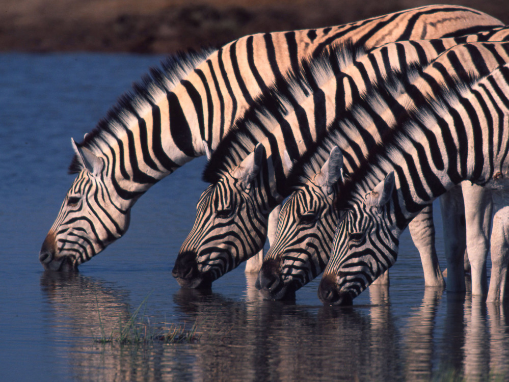 Zebra are seen at a watering hole in northern Namibia. Their newfound migration is a rare bright spot at a time when mass movements of wildlife are disappearing. The Associated Press/World Wildlife Fund International
