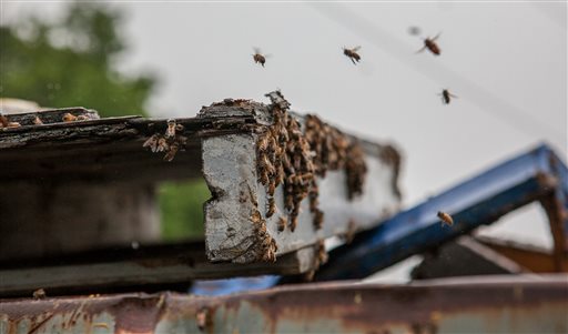 Bees fly over a dumpster Wednesday near the scene of a tractor-trailer rollover in Newark, Del. The ramp to Interstate 95 reopened Wednesday, more than 12 hours after the rig carrying an estimated 16 million to 20 million bees from Florida to Maine crashed Tuesday.
