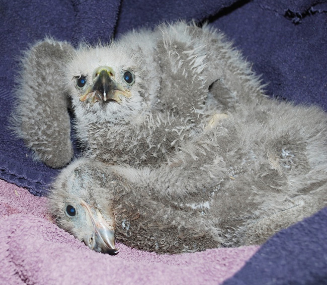 This photo provided by Avian Haven shows the two eaglets rescued from a nest in Bangor. The one lying down has just eaten and is dozing with a full crop – the pouchlike part of a bird's esophagus, where food is stored or partially digested before passing on to the gizzard.