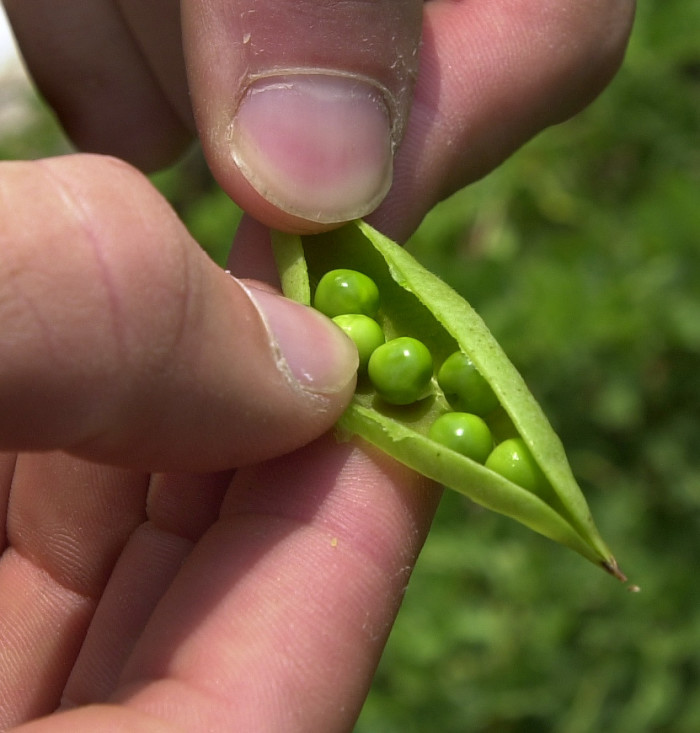 These Maine peas were found growing wild on Jewell Island in Casco Bay. The cultivated variety is showing up now at the farmers market.