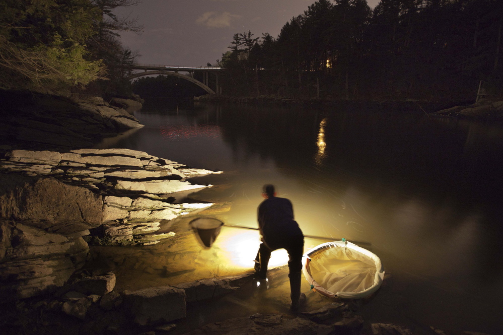 2012 Associated Press File Photo/Robert F. Bukaty A fisherman uses a lantern while dip netting fort elvers on a river in southern Maine. The catch is down 40 percent this year.