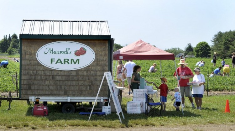 Maxwell's Farm in Cape Elizabeth in 2013, one of several local pick-your-own farms now open for the fleeting Maine strawberry season. 