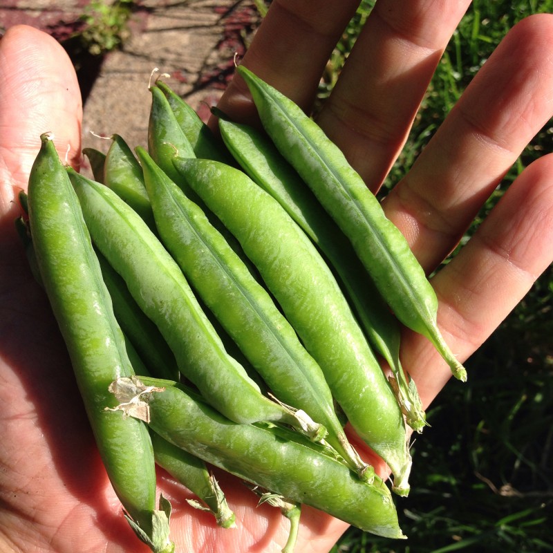An attempt at peas had precious little yield in this front-yard garden, stunting after an early growth spurt.