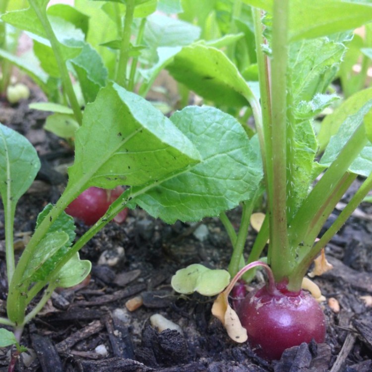 Radishes emerge from the soil of this front-yard garden.