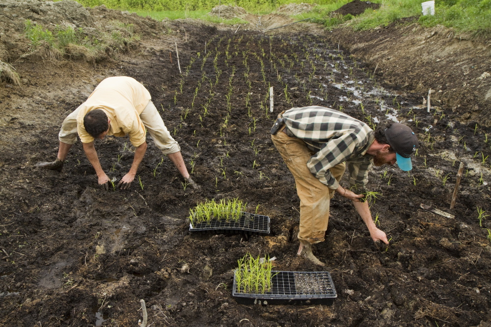  David Gulak and Ben Rooney, co-owners of Wild Folk Farm in Benton, plant a small rice paddy late last month. Their work, which is funded by a $5,000 grant from the Libra Future Fund, is the first commercial rice venture in Maine, and Gulak and Rooney hope to share what they learn with others who are interested in growing the crop here. Carl D. Walsh/Staff Photographer