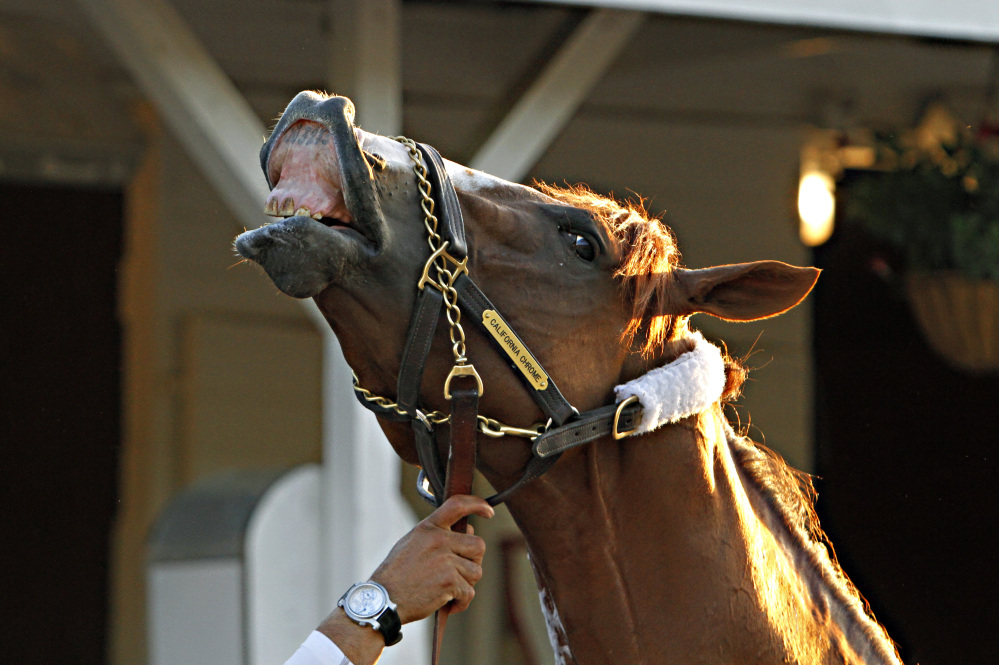 The Associated Press California Chrome, shown here reacting to a bath in May, will claim the Triple Crown when he runs in the Belmont Stakes on Saturday.