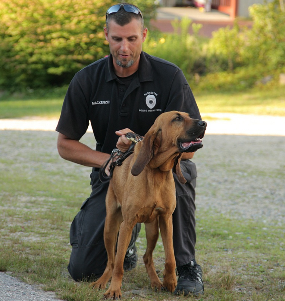 Daisy Mae, who was handled by Strafford County, N.H., sheriff’s Deputy Keith MacKenzie, picked up the scent that led police to murder suspect Jesse Marquis in St. Francis.