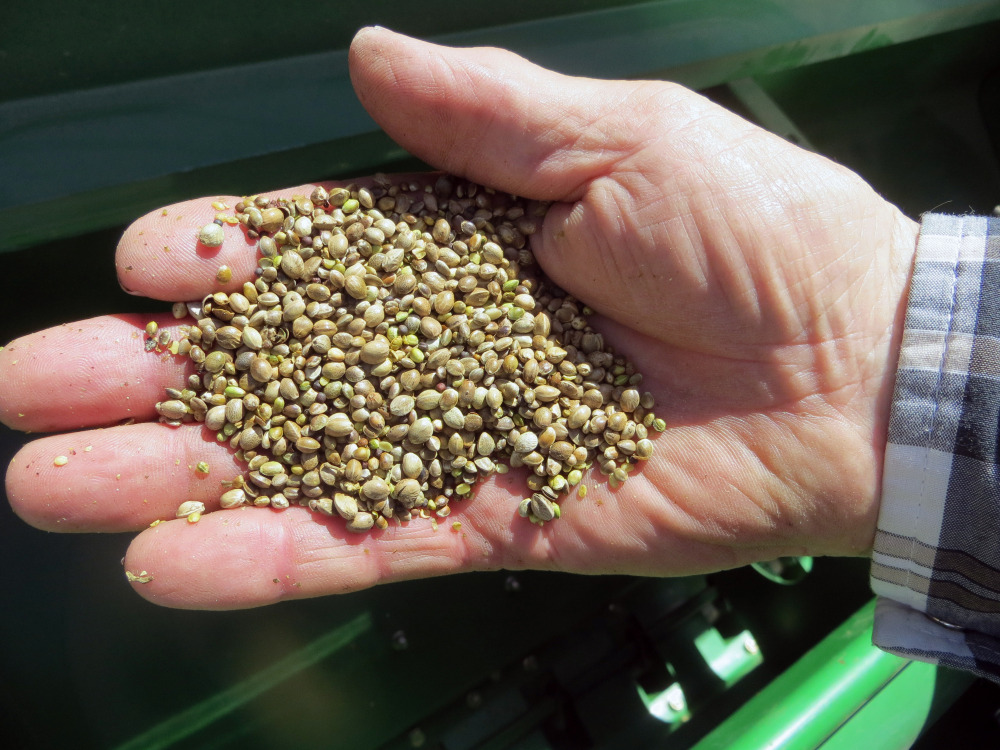 A farmer holds a handful of hemp seeds on a day of planting in Sterling, Colo. Marijuana’s square cousin, industrial hemp, has come out of the black market and is now legal for farmers to cultivate, opening up a new and potentially lucrative market. The Associated Press/Kristen Wyatt