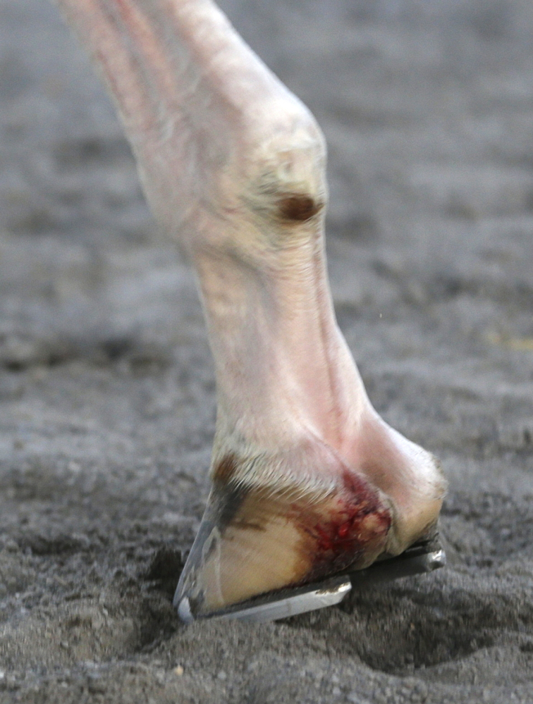 Blood is visible on California Chrome's right front hoof after he finished fourth in the Belmont Stakes race Saturday. The Associated Press
