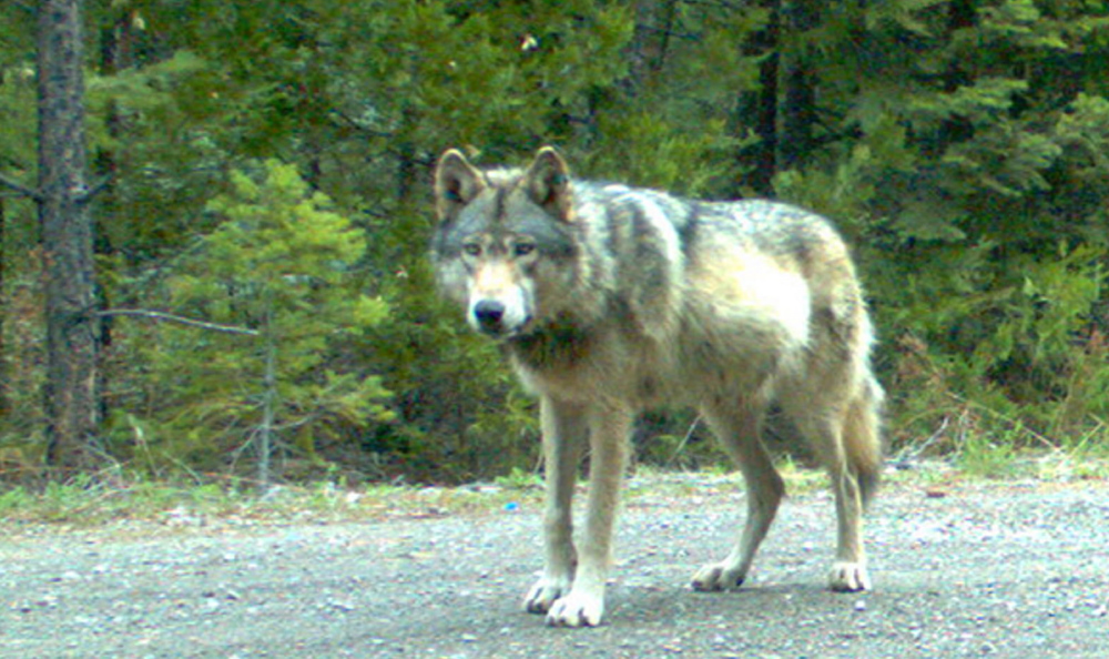 Oregon Department of Fish and Wildlife A gray wolf identified as OR-7 is seen in this May 3 photo taken by a remote camera in Jackson County, Ore. The wolf factored into the California Fish and Game Commission vote to move forward with listing gray wolves as endangered.