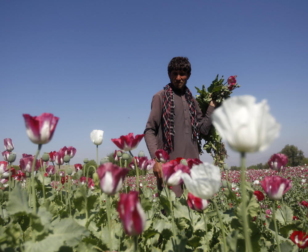 An Afghan man works on a poppy field in Jalalabad province April 17. Afghanistan is the world’s top cultivator of the poppy, from which opium and heroin are produced. Reuters
