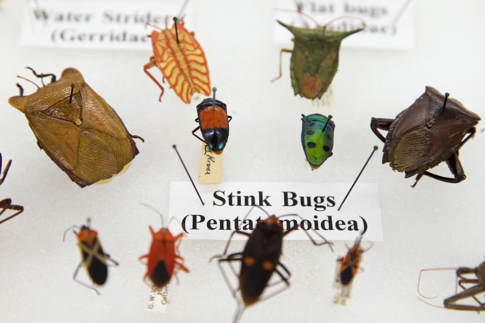 Various bugs are displayed as part of the Drake insect collection at the Smithsonian Natural History Museum in Washington.