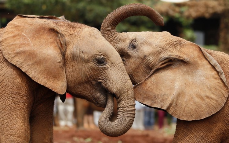 Orphaned baby elephants play. International wildlife regulators say elephants’ plight is “extremely serious,” and report that 20,000 were killed in Africa alone in 2013. Poachers usually slay mature elephants for their ivory tusks, but are now more indiscriminate.