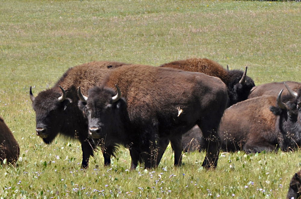Bison roam in the Kaibab National Forest in Arizona. Controlling a herd in the Grand Canyon is under discussion.