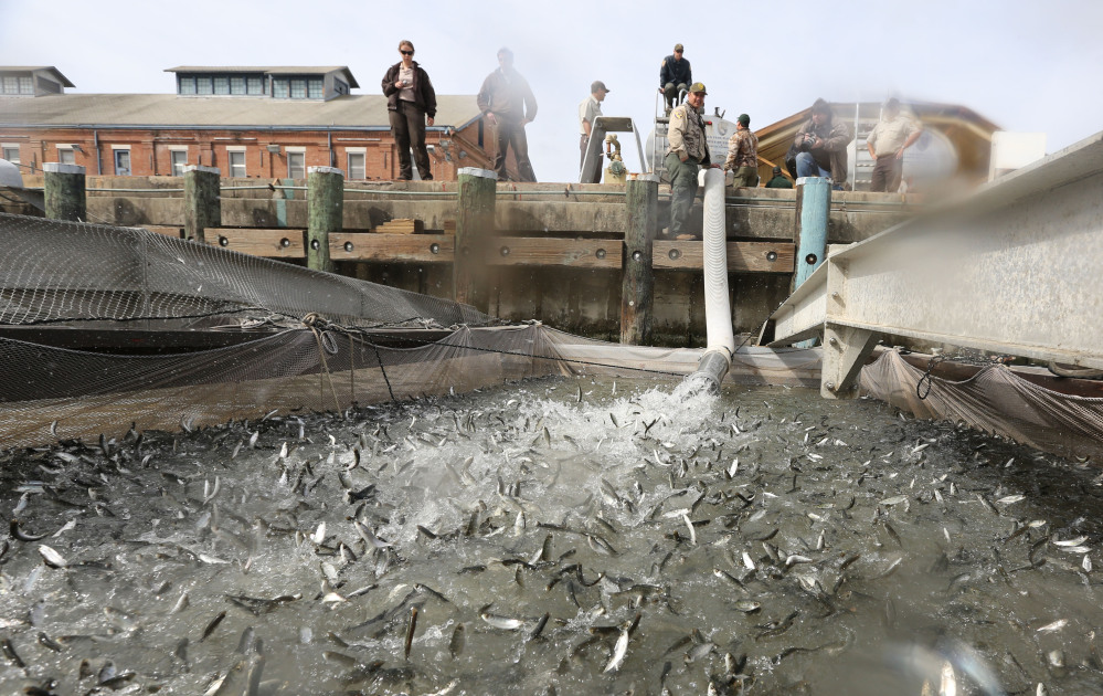 Young salmon that have been transported by tanker truck from the Coleman National Fish hatchery are released out of a pipe into a floating net suspended on a pontoon barge at Mare Island, north of San Francisco, Calif. The smolts were moved out into San Francisco Bay and released. Wildlife agencies are trucking nearly 27 million smolts because of the drought.
