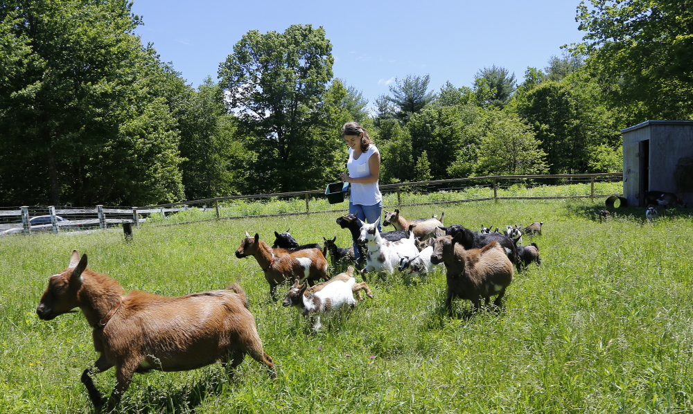 Lila Hall walks through a field with her family’s goats. A video that she made with her sister, Tess, of the girls running with the baby goats has become an online sensation.