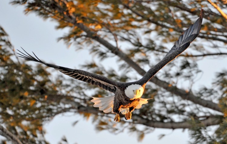 A bald eagle takes flight from a perch along the Messalonskee Stream on Burleigh Street in Waterville. 