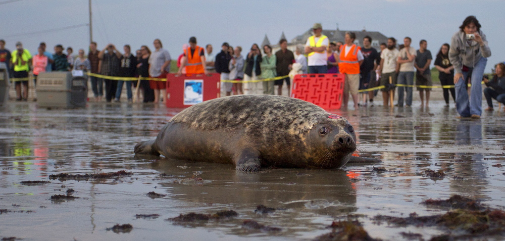 A gray seal eyes a group of onlookers as it makes its way into the Atlantic Ocean at Gilbert Place Beach in Biddeford Pool. Volunteers and staff with the Marine Animal Rehabilitation program at University of New England in Biddeford released the last of its seals Tuesday. Because of financial reasons, UNE decided to close the program.