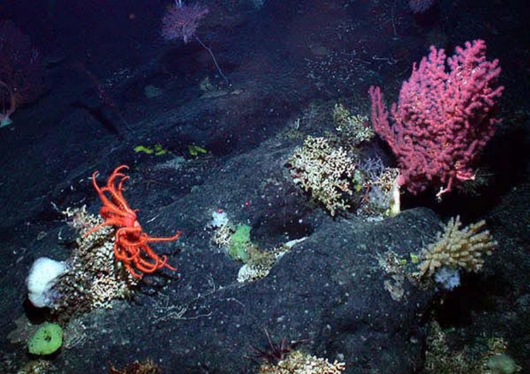 This photo of gorgonian soft coral, a brisingid sea star and sponges was taken along the New England Seamounts chain off the Northeast coast.