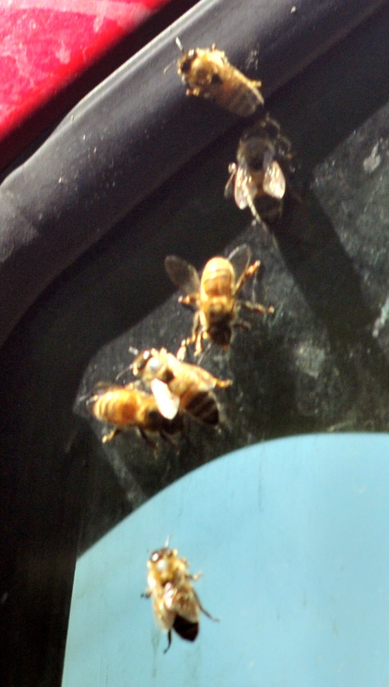 Bees crawl on a truck window on Wednesday near the Wayne fire station.
