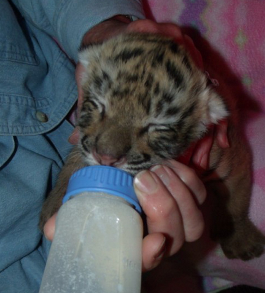 A tiger cub is fed a special protein formula. The public is welcome to come and feed the cubs but should email ahead.