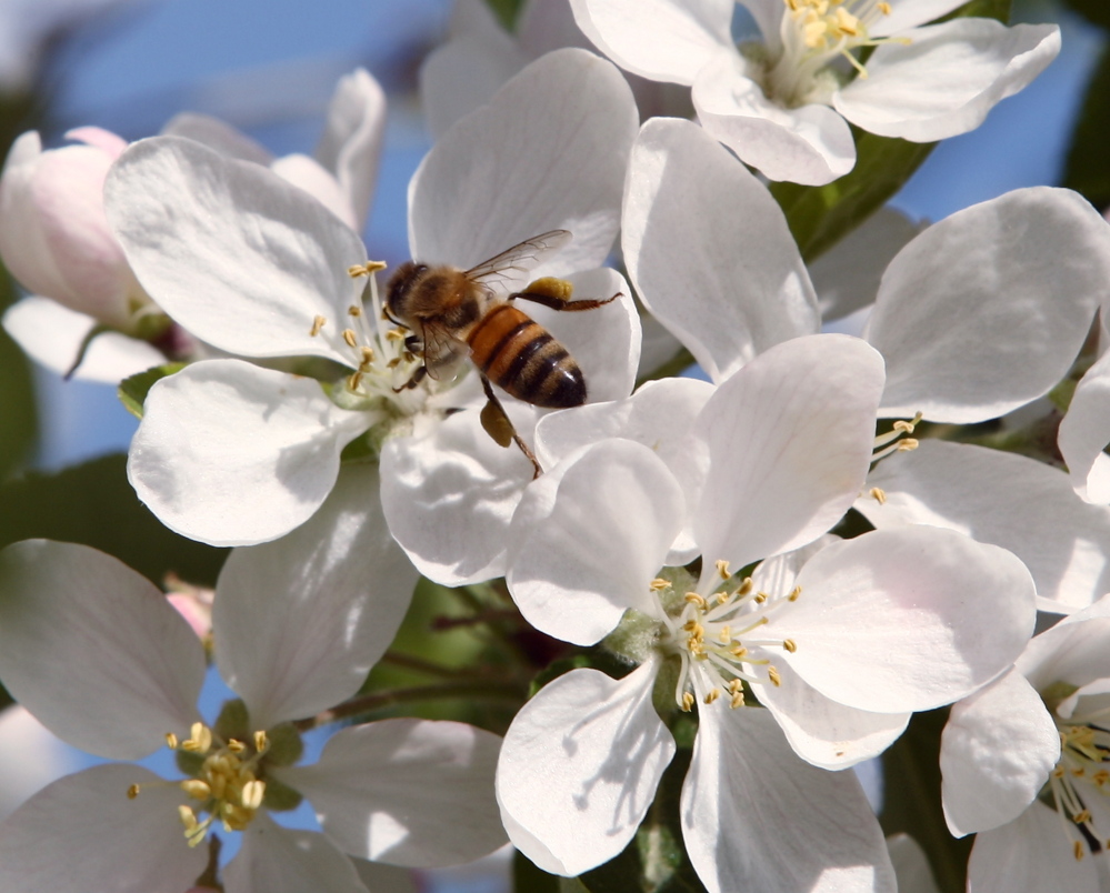 A bee collects pollen from chokecherry blossoms in Fairbanks, Alaska. Officials think a mite infestation and pesticide exposure are contributing to the honeybee decline.