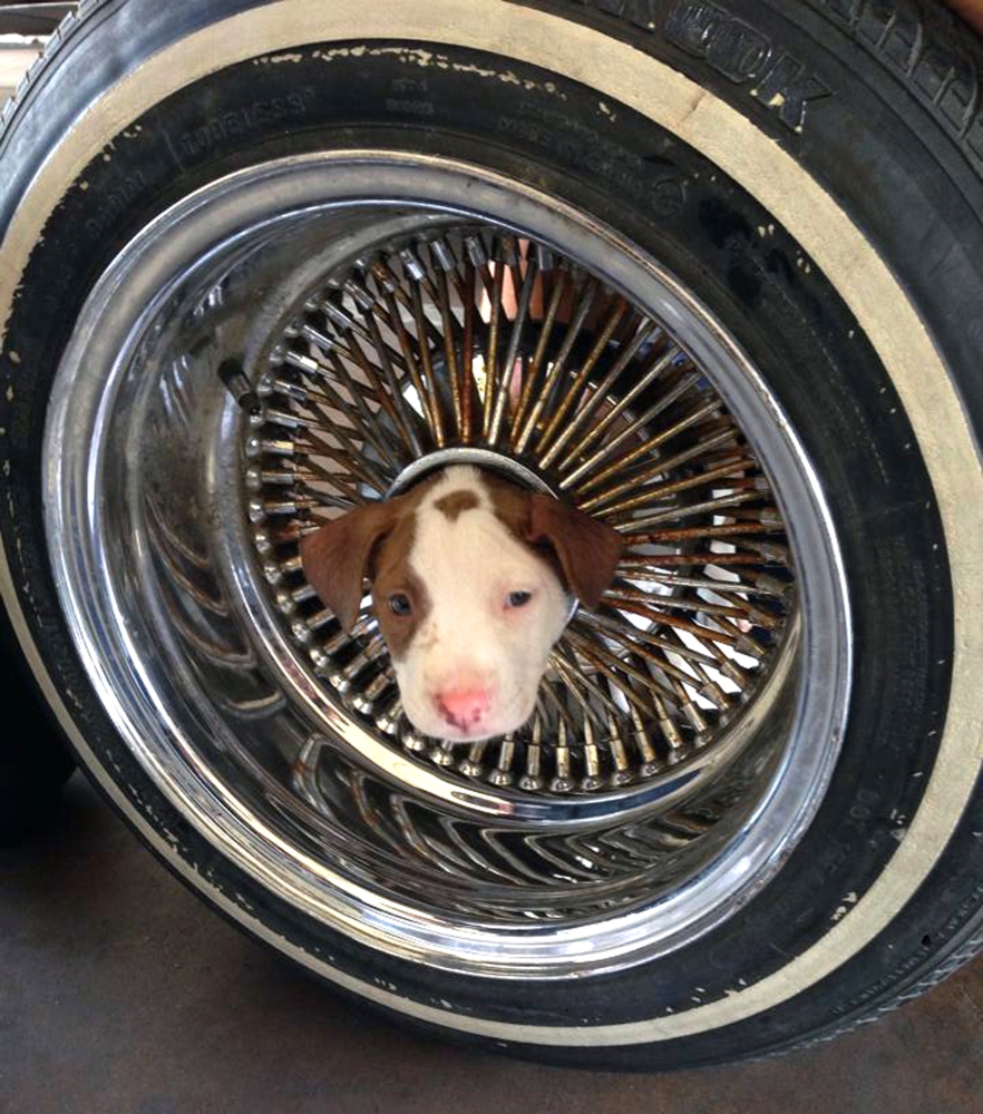 This photo released by the Kern County Fire Department shows the puppy that somehow got its head stuck in the middle of a wheel and was brought to a Kern County fire station. The pooch, named Junior, has returned to live with its owner and seven siblings.
