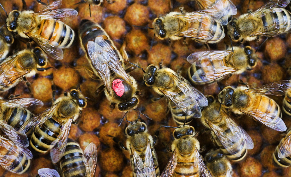 In this file photo, the queen bee is surrounded by the worker bees in one of The Honey Exchange’s Portland hives.
