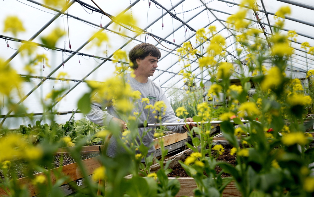 Nursery manager Chad Churchill is framed by pac choi as he waters sugar snap peas Tuesday at Highland Avenue Greenhouse in Scarborough. Co-owner Christine Viscone said the greenhouse’s plants are free of neonicotinoids because they are not grown in pretreated soil.
