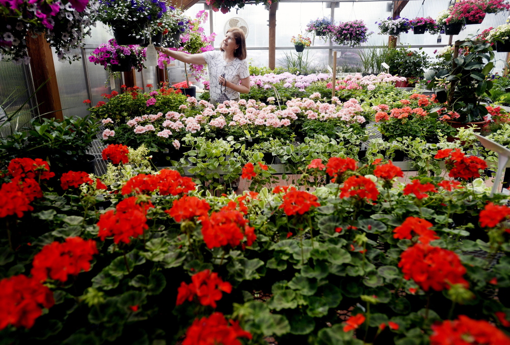 Jane Mullen of Portland looks over flowers Wednesday at Skillin’s Greenhouses in Falmouth.