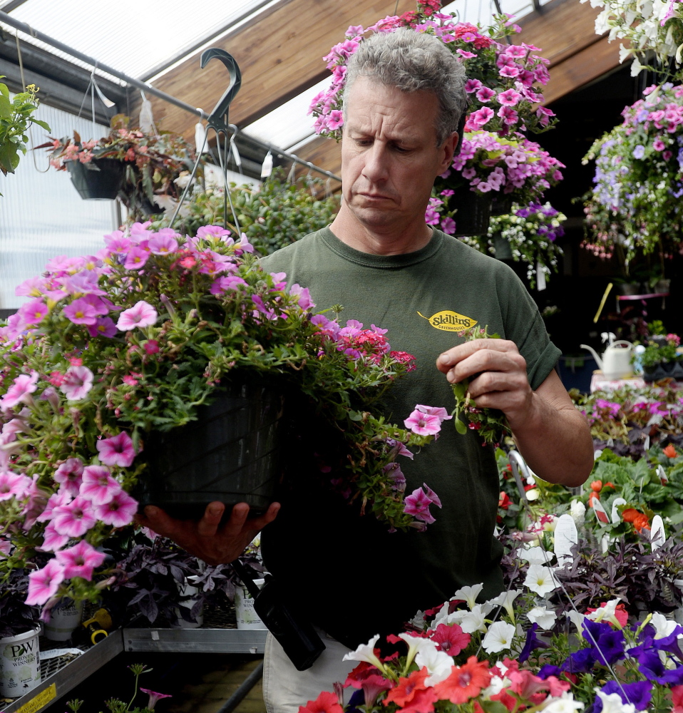 Mike Skillin at Skillin’s Greenhouses in Falmouth said that none of the company’s three Maine locations uses neonicotinoid pesticides.