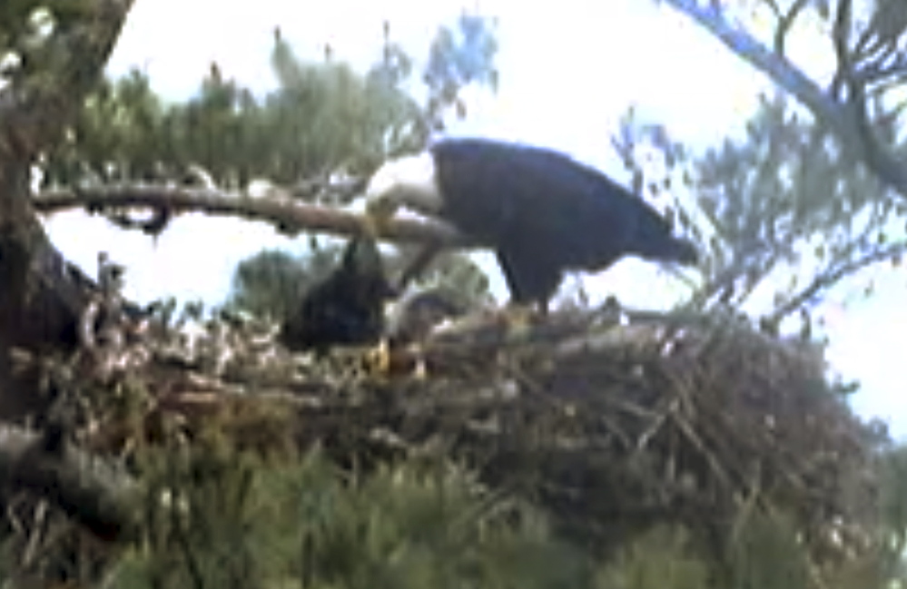 This still image from streaming online video shows an adult bald eagle feeding an eaglet Wednesday in a nest at an undisclosed location along coastal Maine.