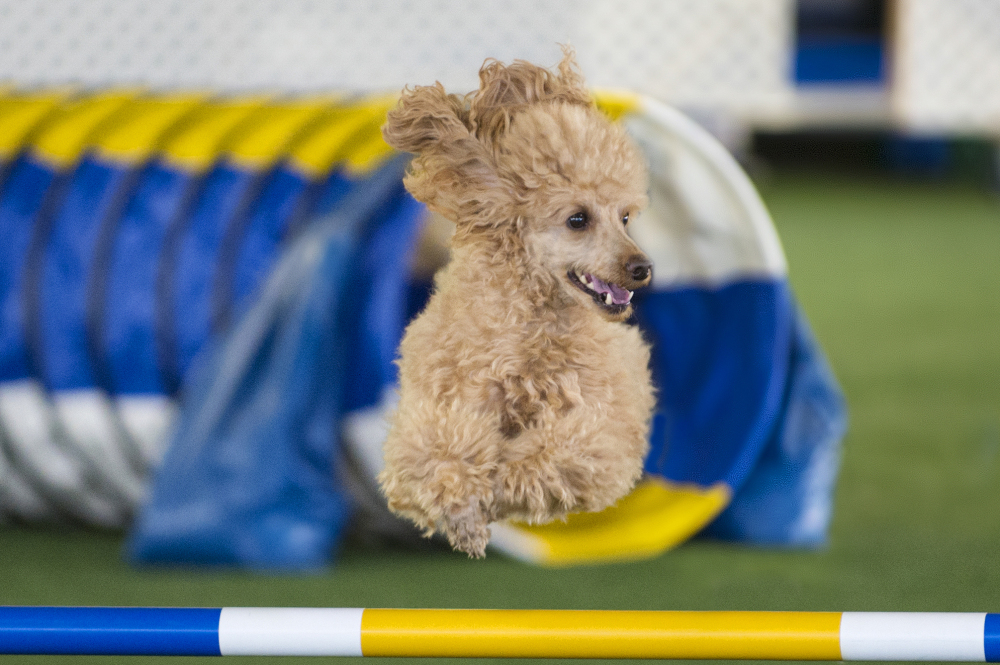 A miniature poodle takes part in an agility trial in Barto, Pa. Agility has grown every year since it was adopted by the American Kennel Club in 1994.