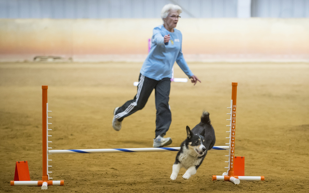Gayle Lape runs an agility course with her dog.
