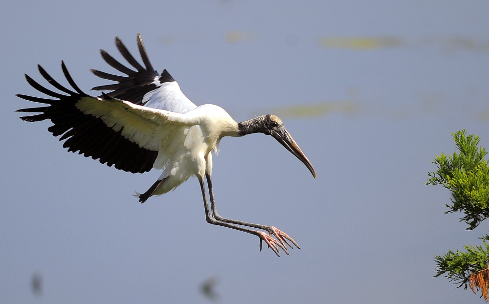 An adult wood stork lands on a branch in Townsend, Ga., on Thursday. 